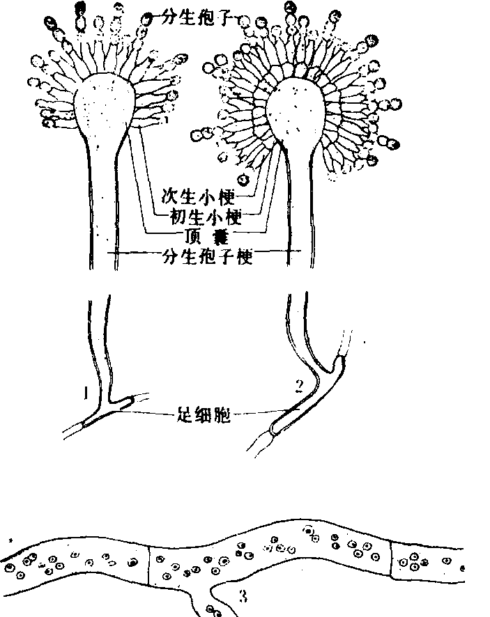 2-81分生孢子梗