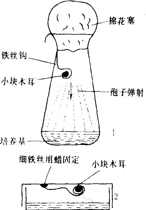 4-25孢子弹射分离法