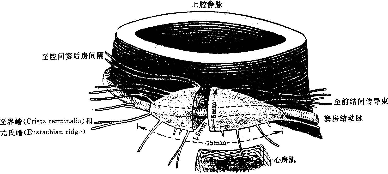 一、竇房結(jié)