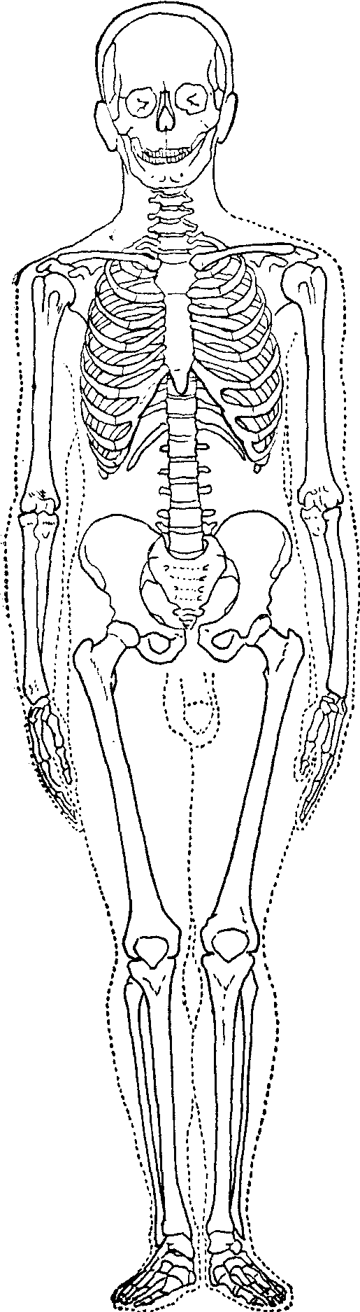 骨的形态结构