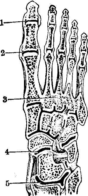 足关节