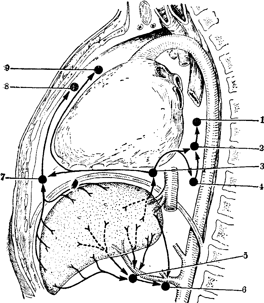 肝深层毛细淋巴管网仅见于肝小叶间的结缔组织内