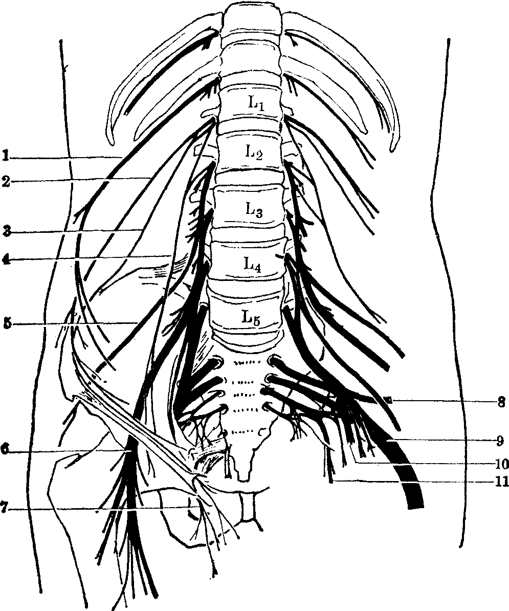 腰骶部神经解剖图图片