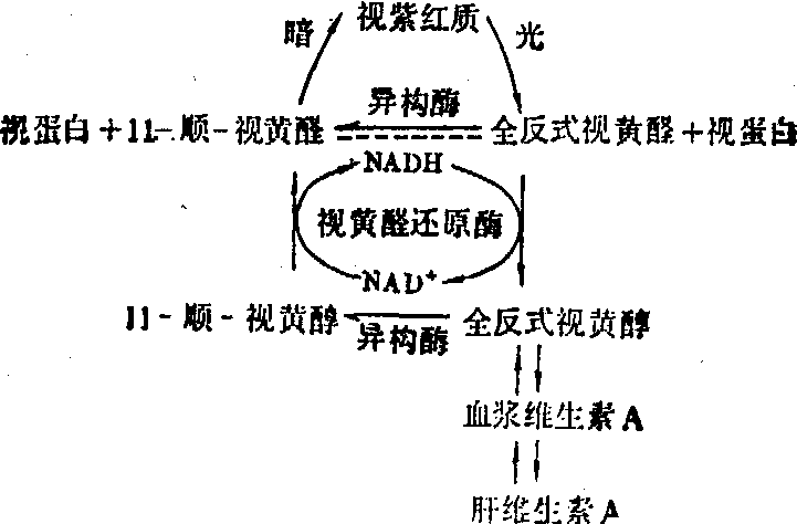 維生素A和胡蘿卜素
