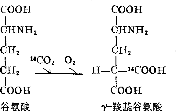 維生素K