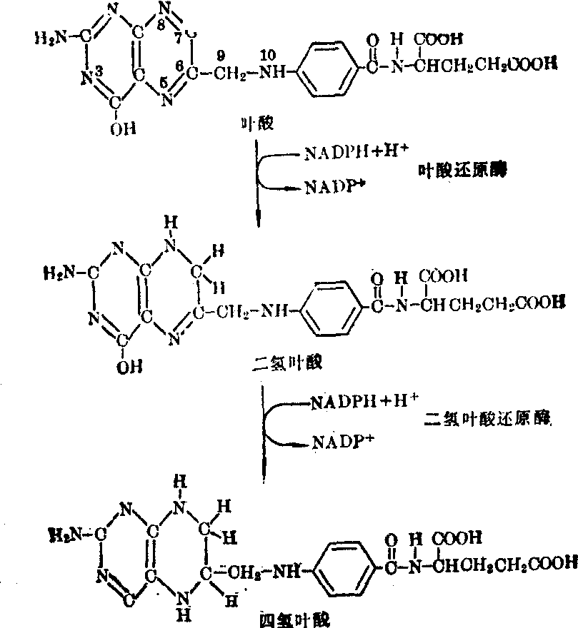 腺苷蛋氨酸酶图片