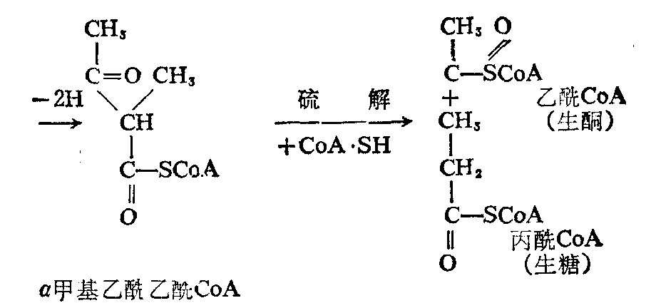 异亮氨酸及其代谢