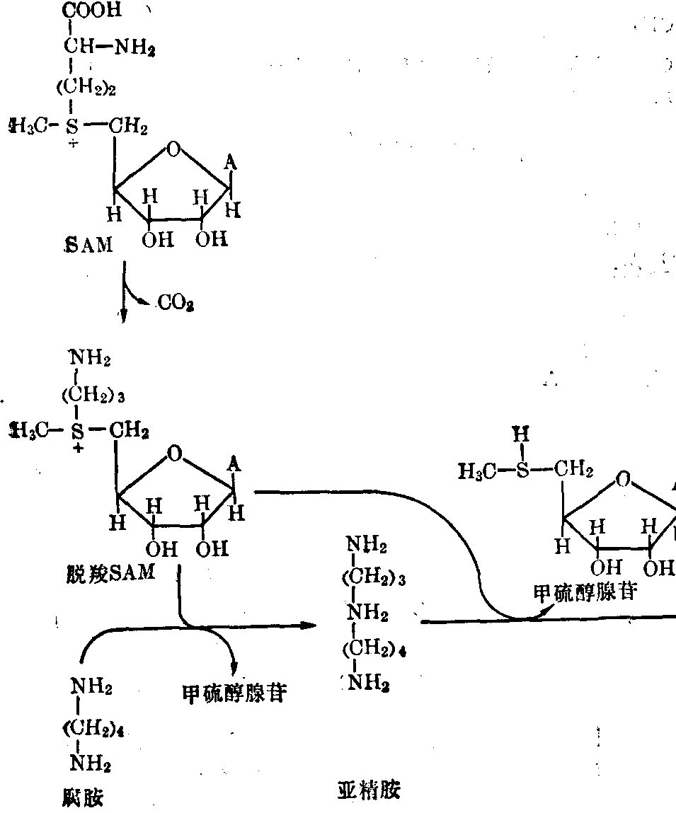 精氨酸及其代谢