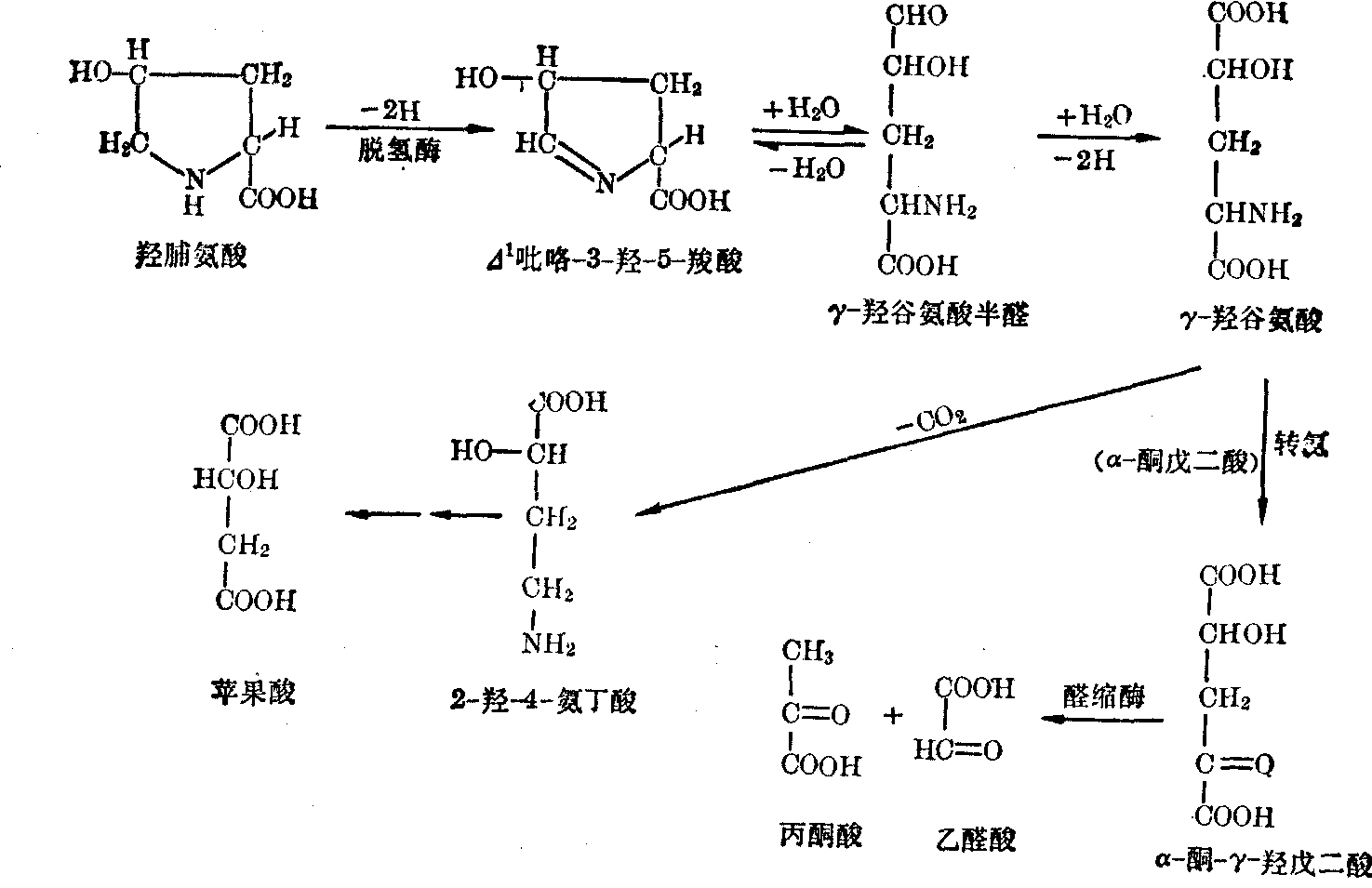 脯氨酸及其代谢