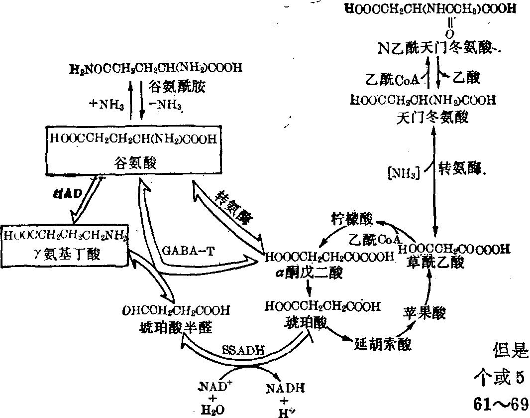 神经递质