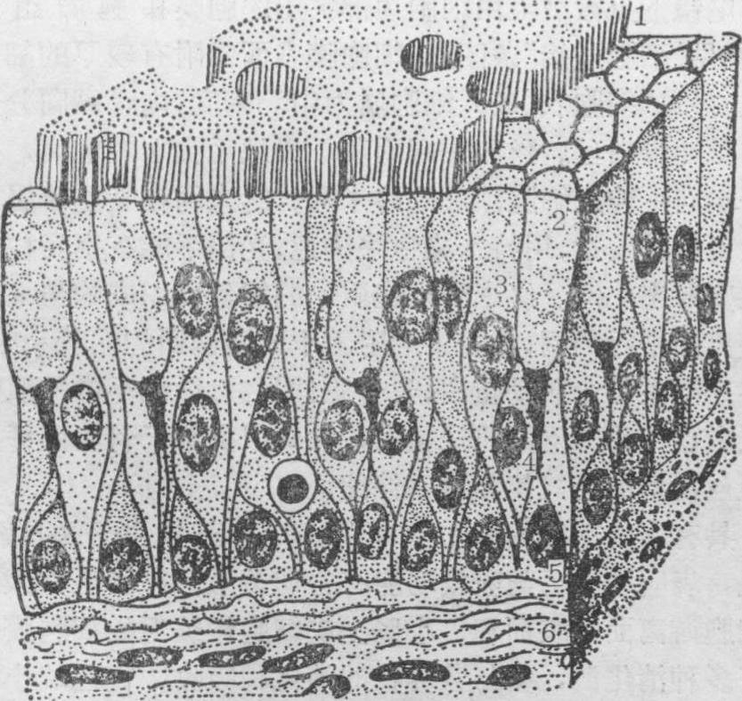 复层柱状上皮细胞图片