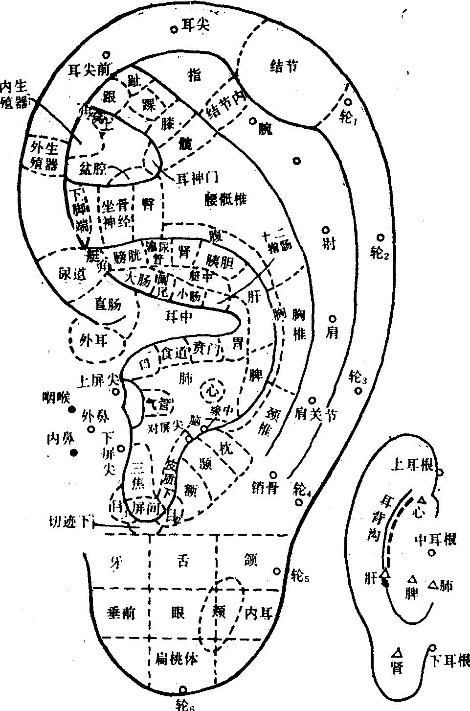 早在《黄帝内经》中已指出耳郭同全身经络有密切关系