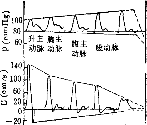 循环系统动力学