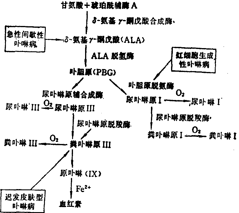 卟啉病病理图图片