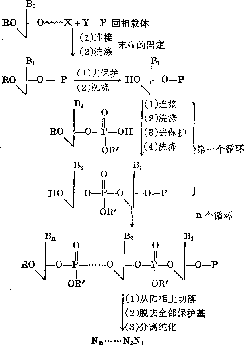 核酸的固相合成