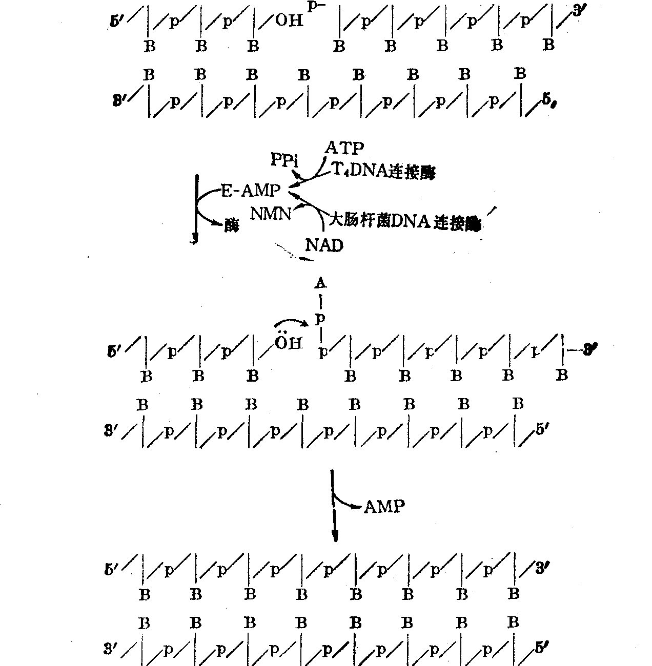 基因拼接技术图片