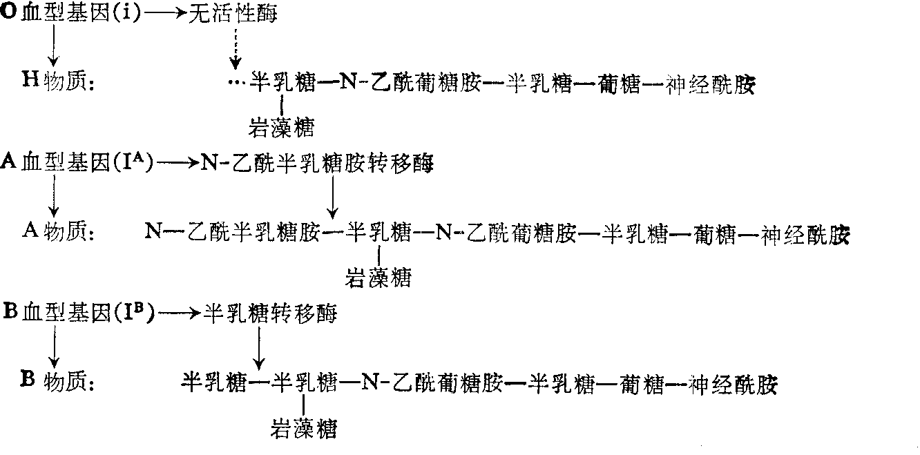 顯性與隱性