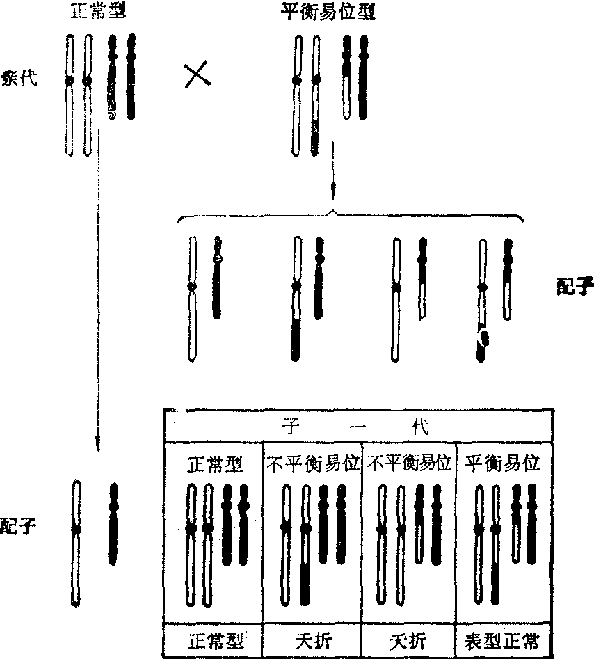 辐射遗传学