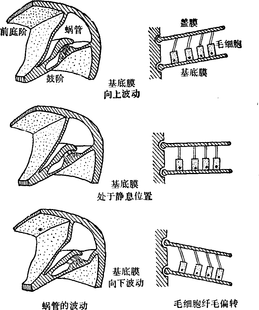 耳蜗简图图片