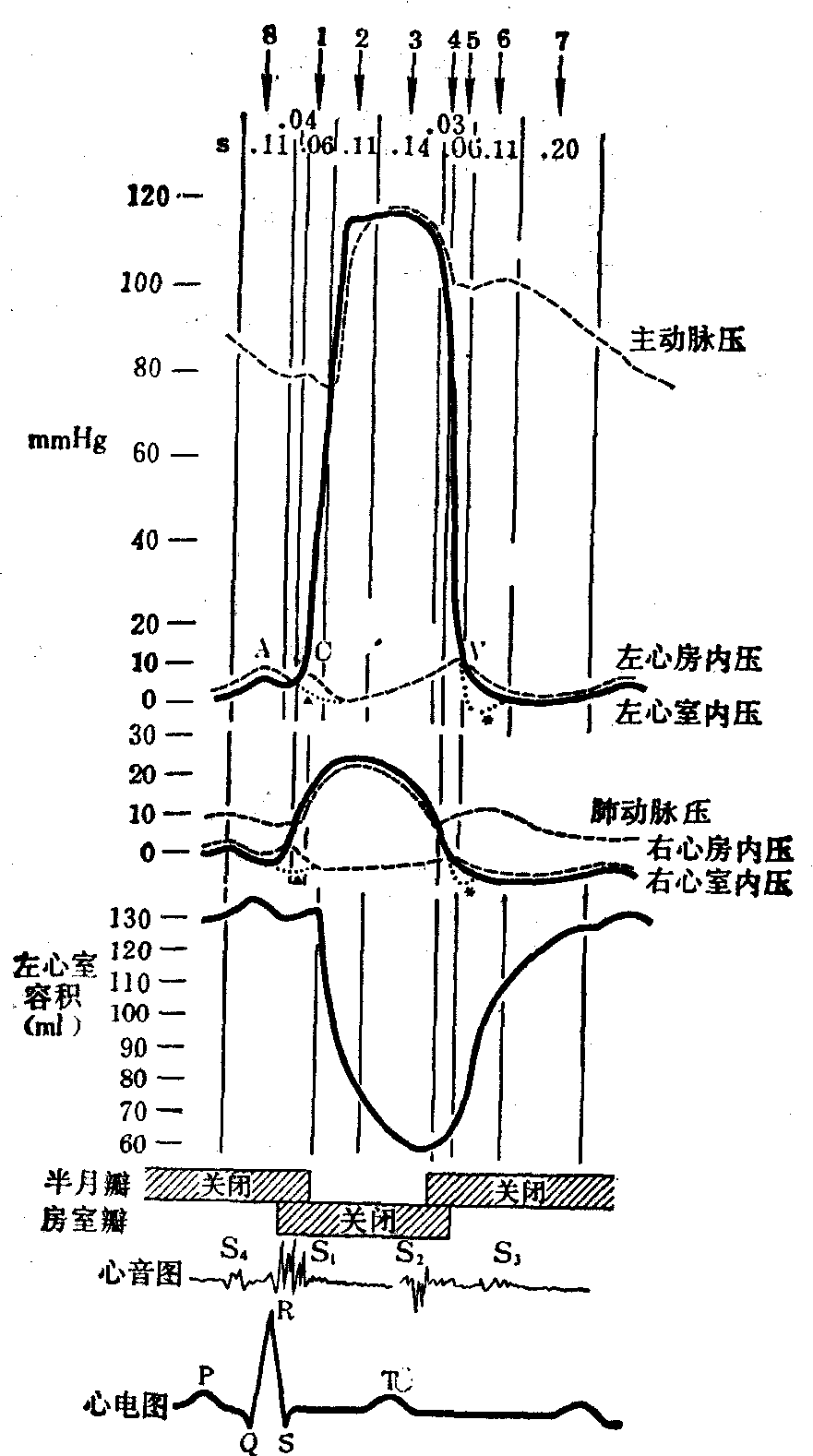 心动周期与心脏射血