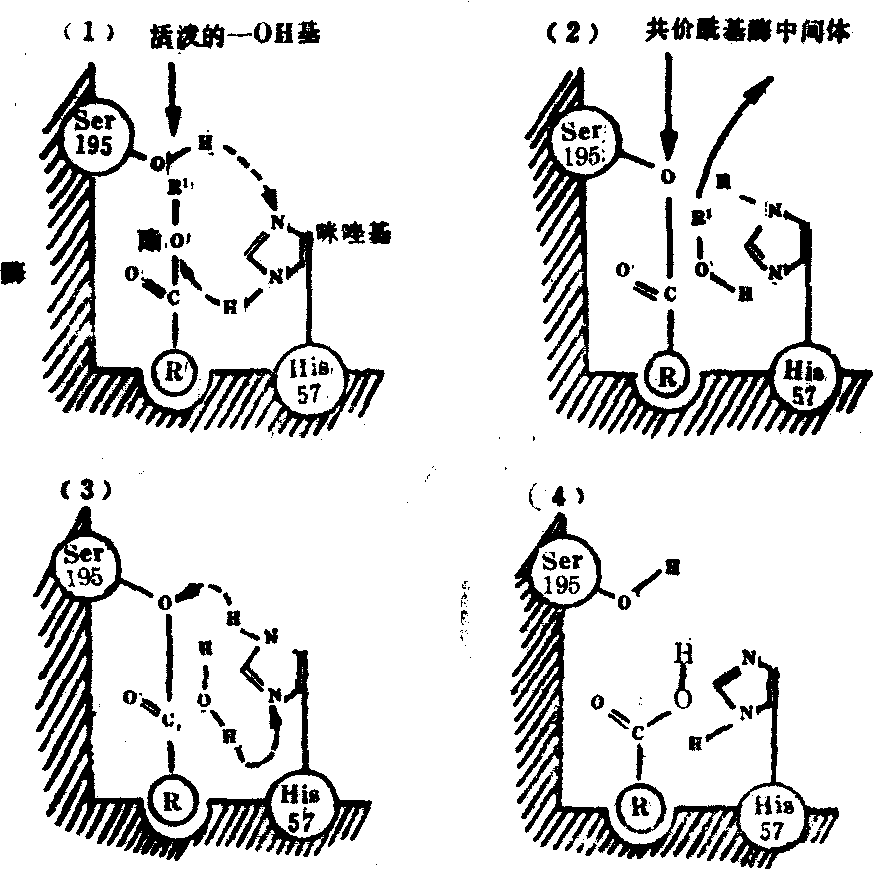 酶