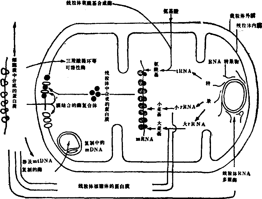 细胞质遗传