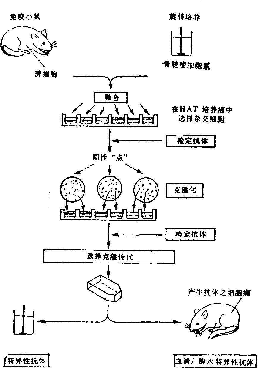 细胞工程