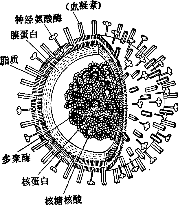 腺病毒结构示意图图片