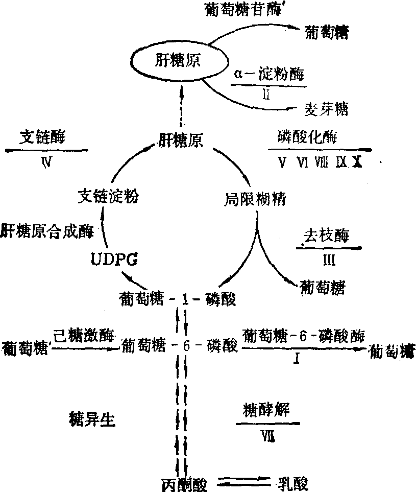 糖原沉着症和低血糖症