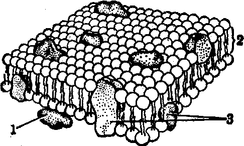 生物膜結(jié)構(gòu)