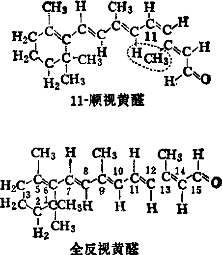 视觉过程的生物物理学