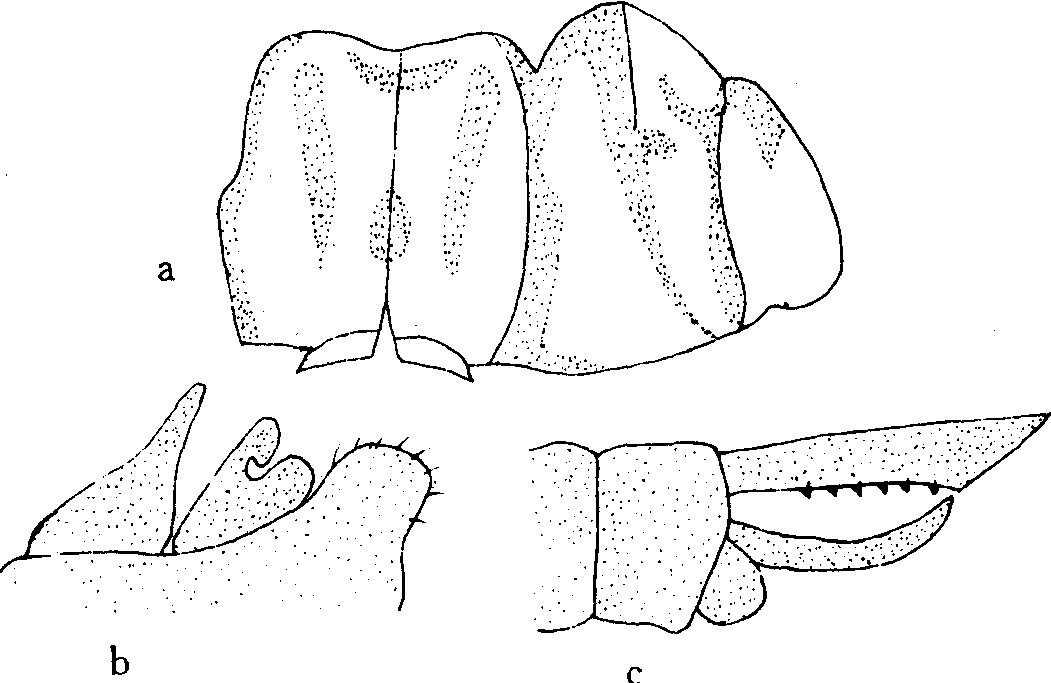 12.白尾灰蜻