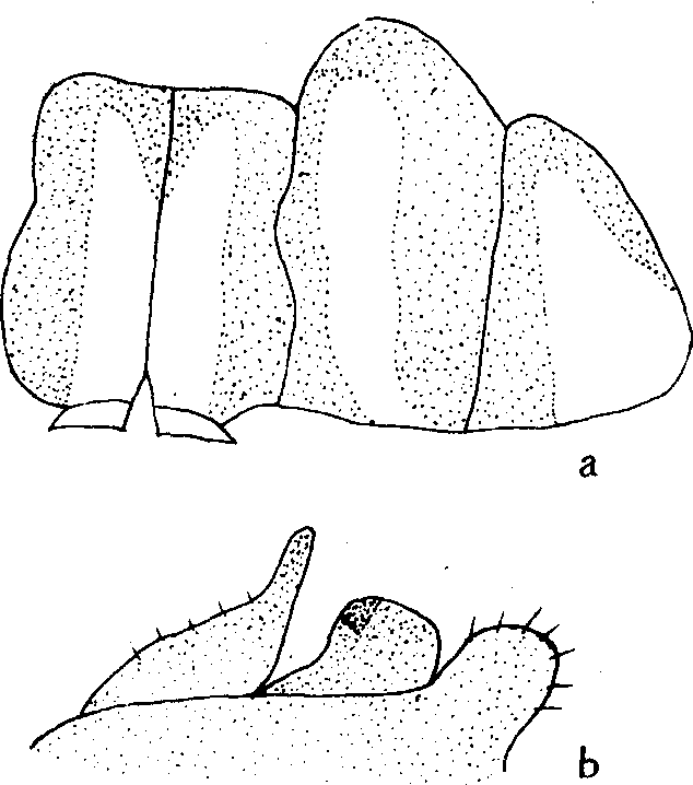 13.褐肩灰蜻