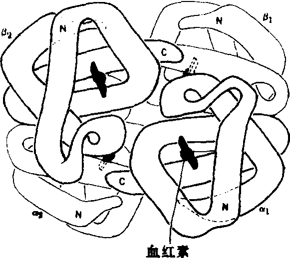 (52)蛋白质的四级结构