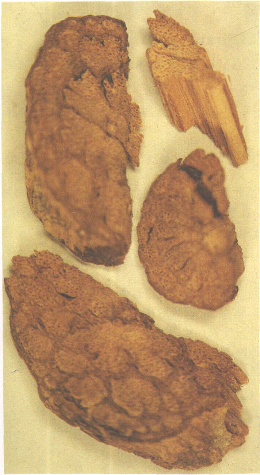 4.丁公藤