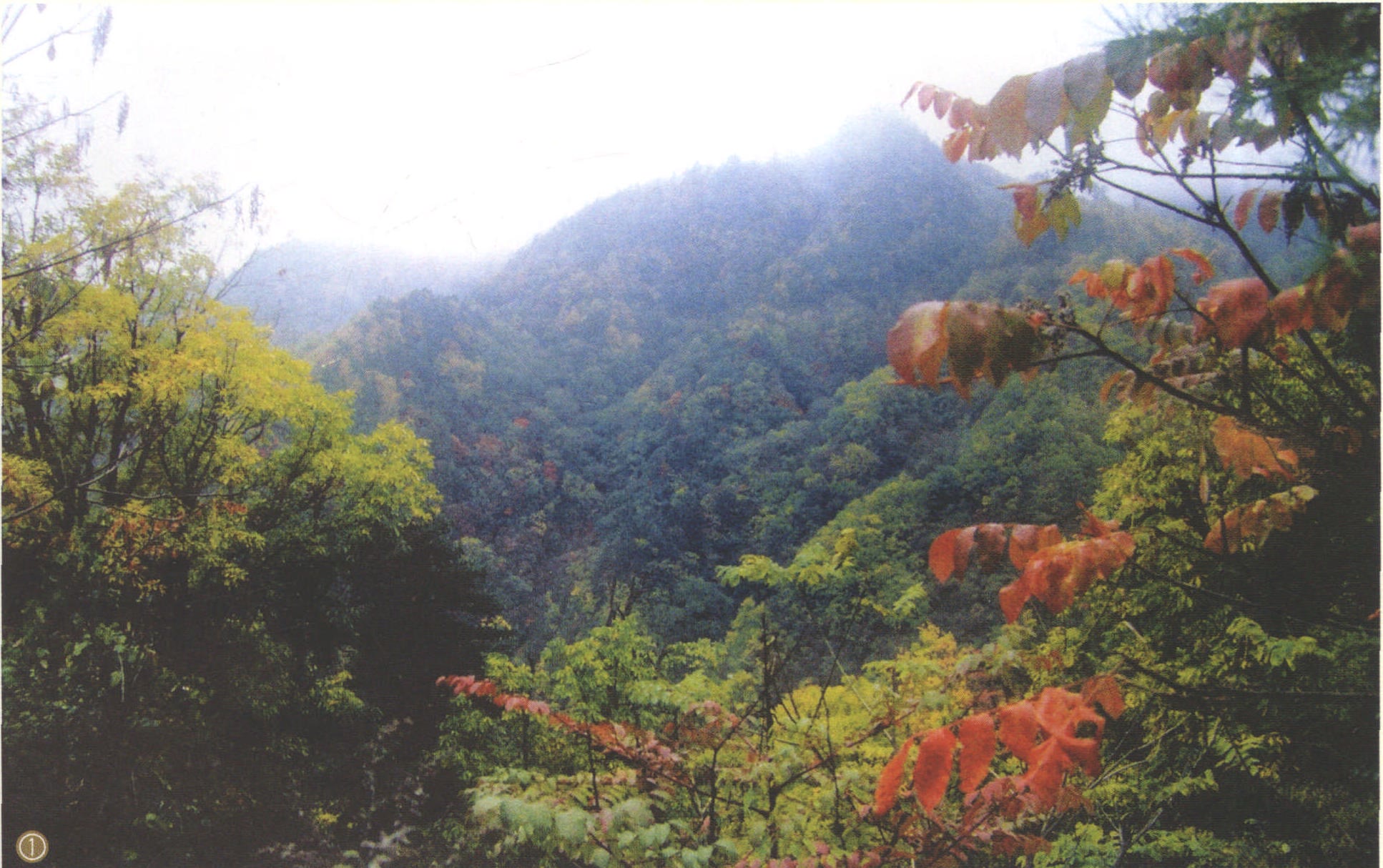 镇龙山国家森林公园