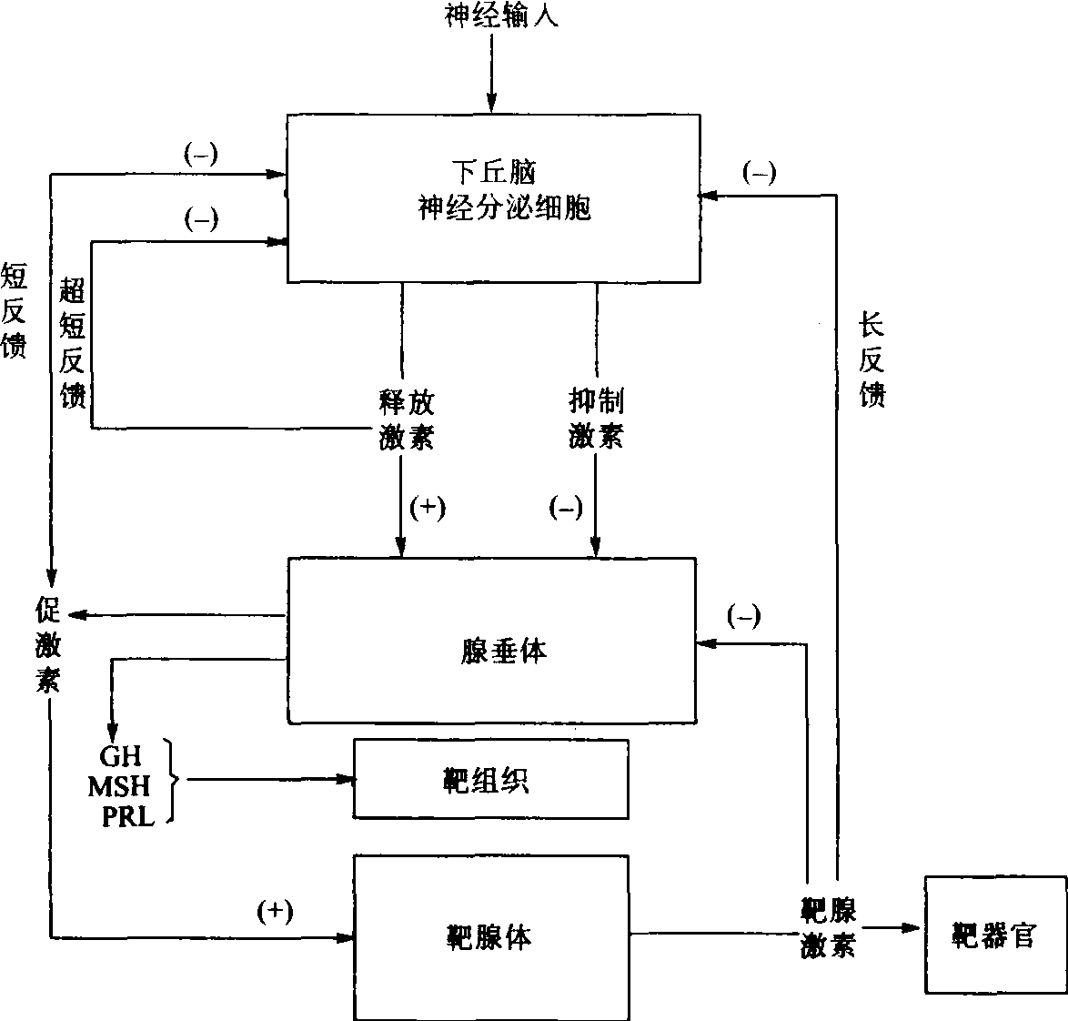 大腦皮層運(yùn)動區(qū)