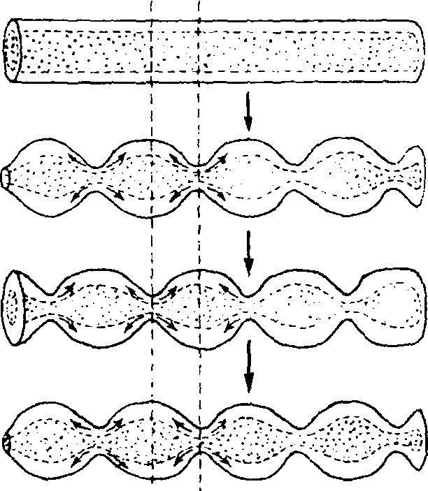 分節(jié)運動