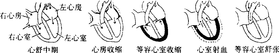 心動(dòng)周期