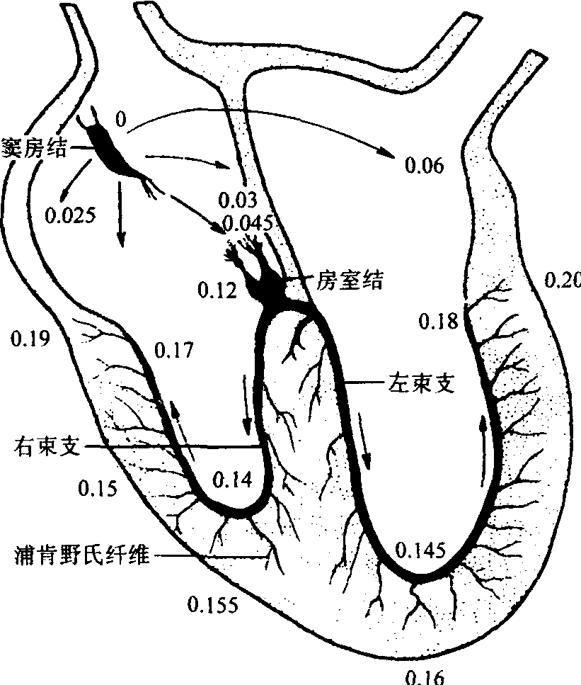 心肌传导性