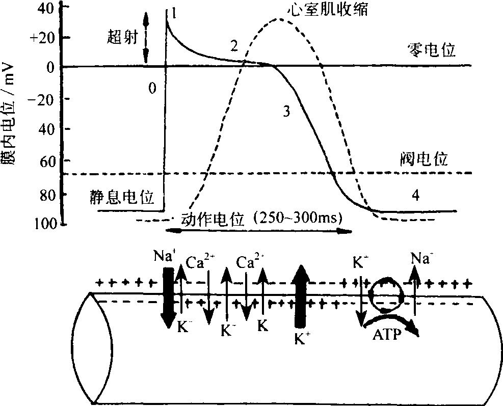 心肌興奮性