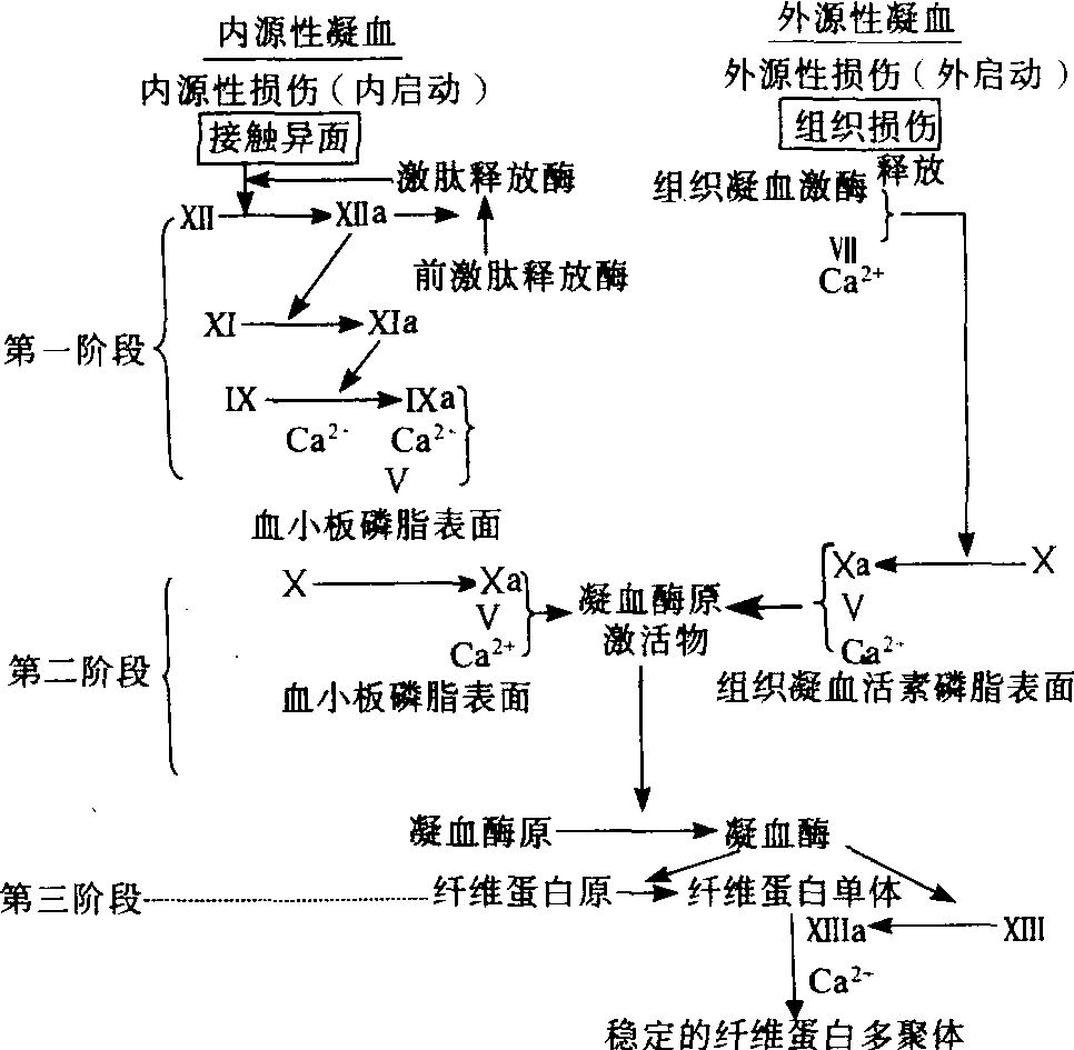 血液凝固