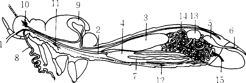 (六)蝴蝶的內部器官