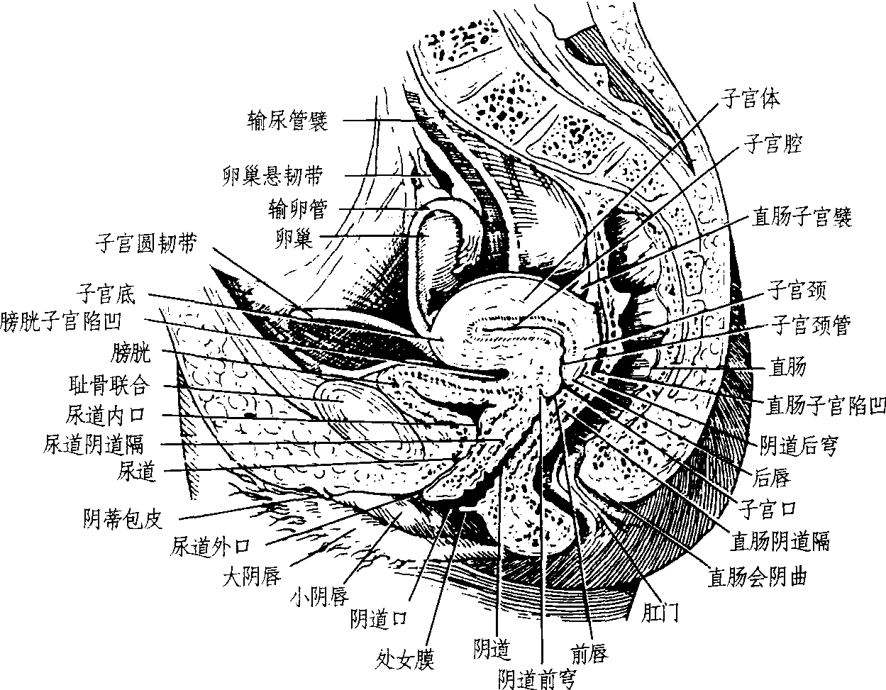三、直腸