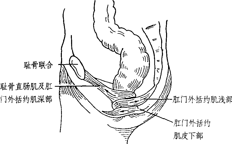 (二)肛門外括約肌