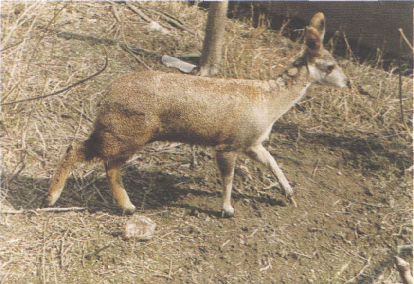 高山麝