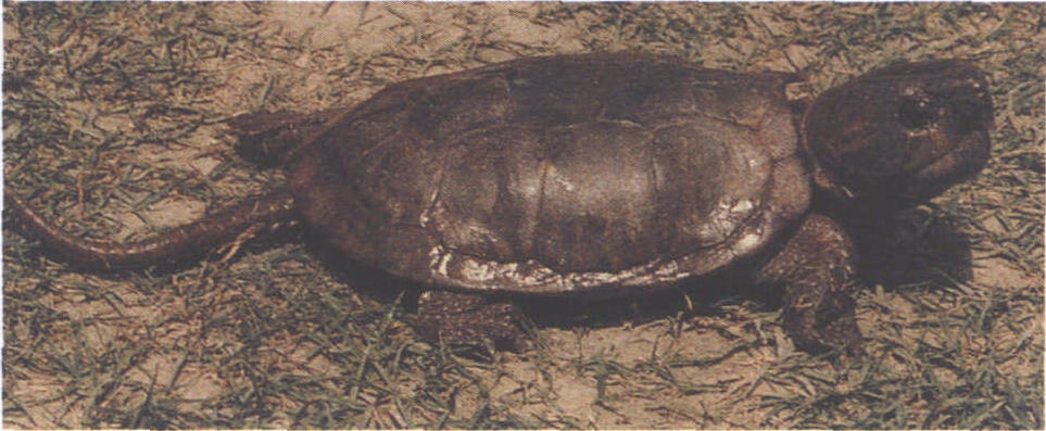 平胸龟
