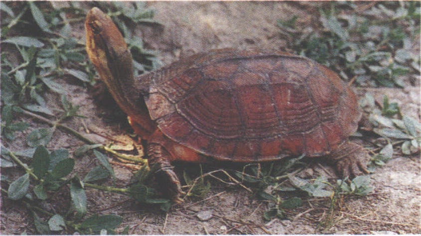 广西拟水龟
