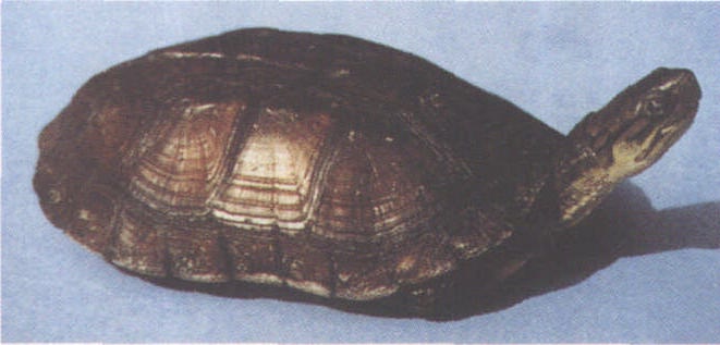 艾氏拟水龟