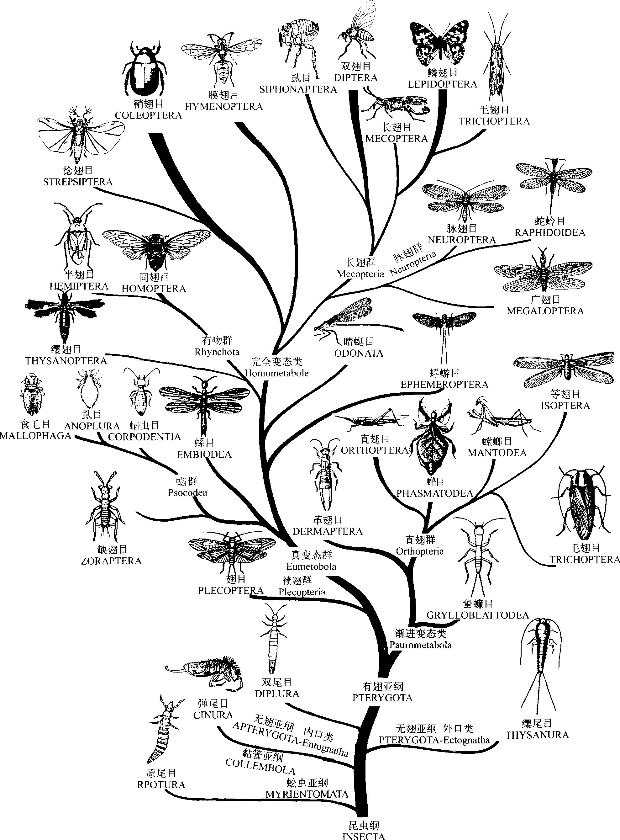 (二)昆虫进化